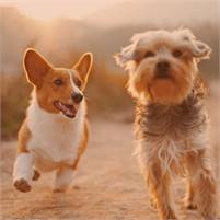 Positive Changes Dog Training Bobby  Pablico